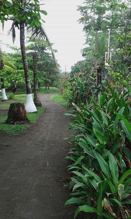 Cabinas Balcon Del Mar Tortuguero Eksteriør bilde